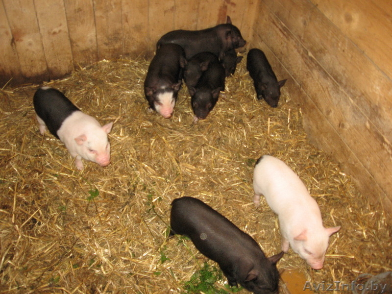 Вьетнамские веслобрюхие свинья - Изображение #2, Объявление #106245