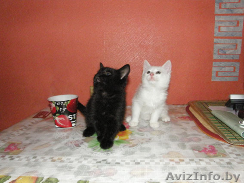 Отдам в добрые руки - Изображение #1, Объявление #108751