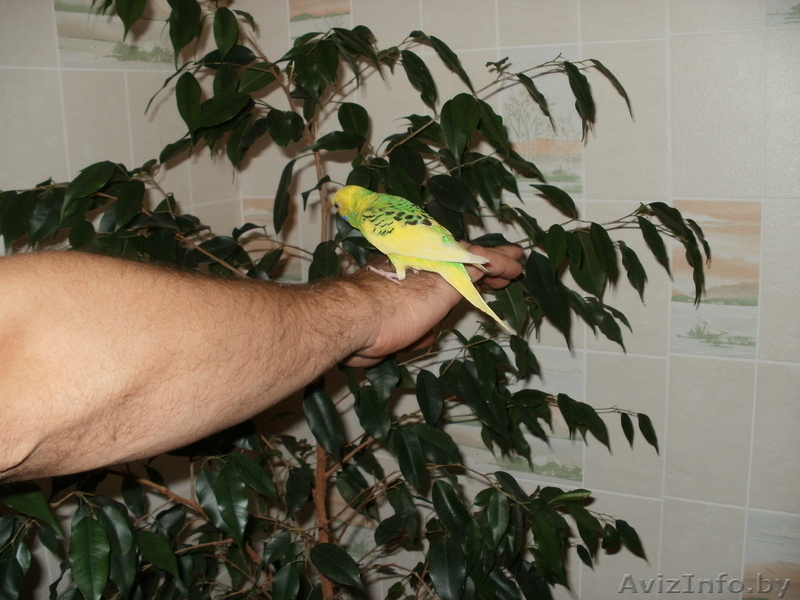 волнистые попугаи - Изображение #1, Объявление #107006