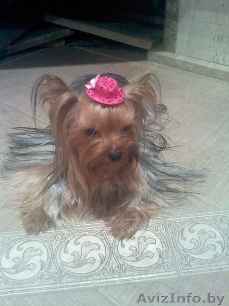 продажа щенков йоркширского терьера - Изображение #2, Объявление #102627