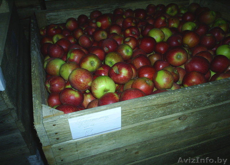 Яблоки белорусские продаём. Калиброванное, отличного качества - Изображение #2, Объявление #104476