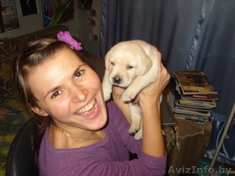 Щенки лабрадора!!! - Изображение #1, Объявление #105761