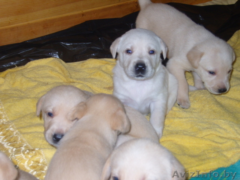 Щенки лабрадора!!! - Изображение #2, Объявление #105761