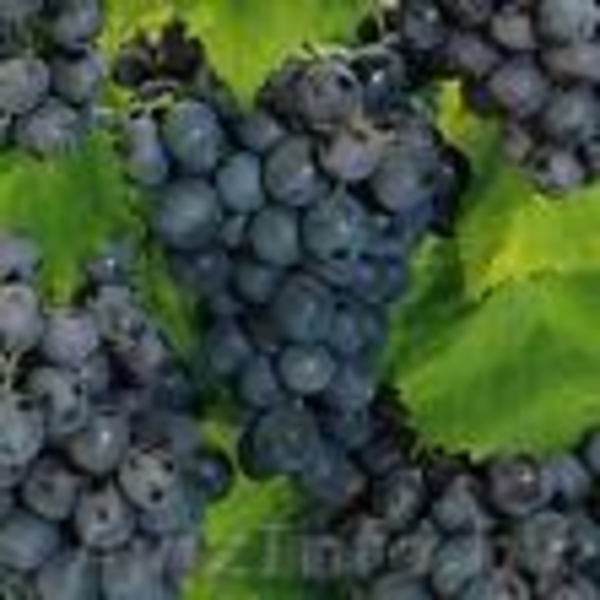 Виноград из Индии - Изображение #2, Объявление #102953