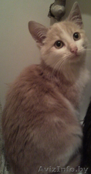 отдам даром 2 котят - Изображение #3, Объявление #103579