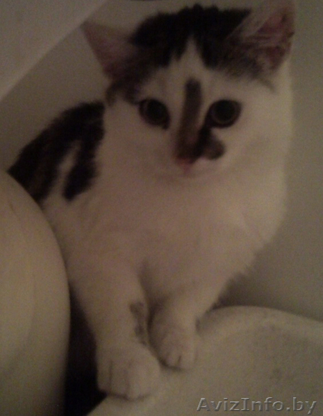 отдам даром 2 котят - Изображение #2, Объявление #103579
