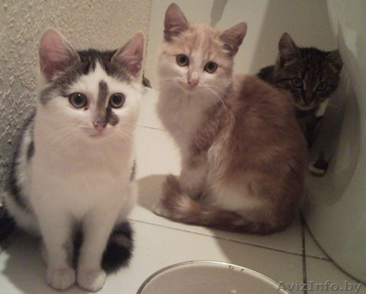 отдам даром 2 котят - Изображение #1, Объявление #103579