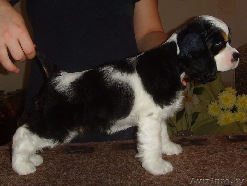 Щенки американского кокер спаниеля трехцветного окраса - Изображение #2, Объявление #118009