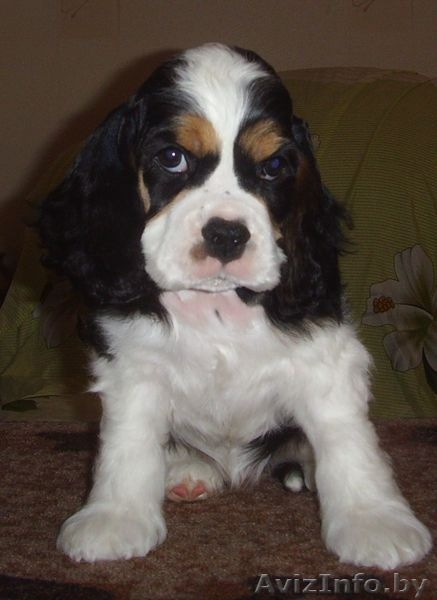 Щенки американского кокер спаниеля трехцветного окраса - Изображение #1, Объявление #118009