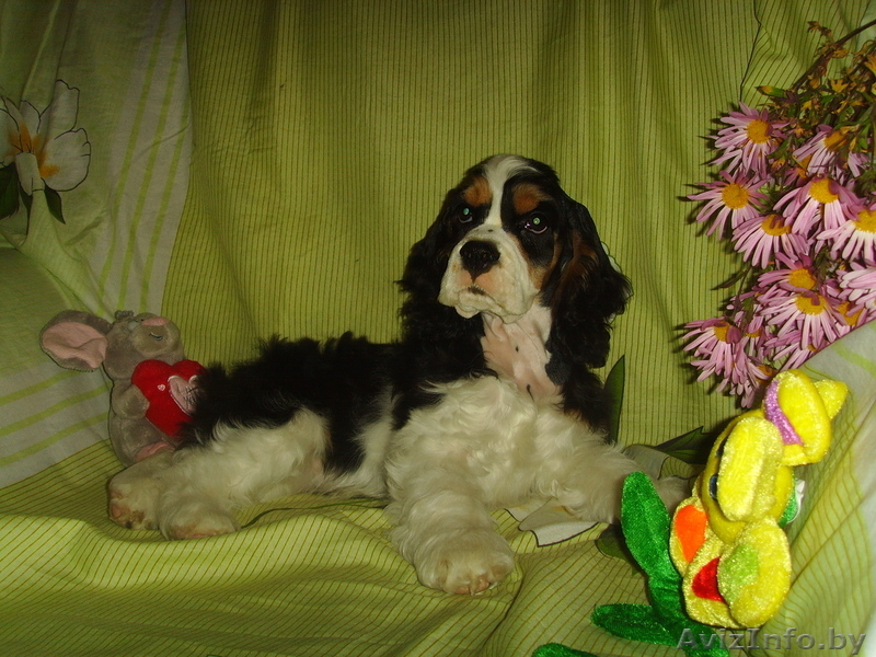 Щенки американского кокер спаниеля трехцветного окраса - Изображение #4, Объявление #118009