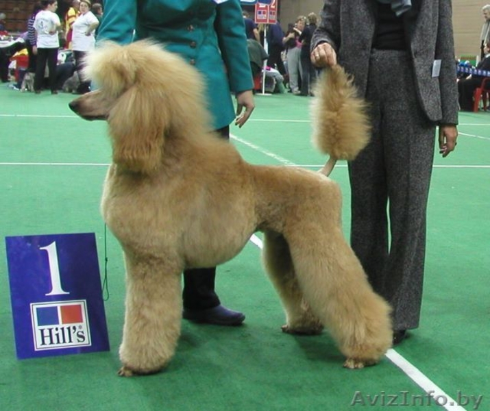 Продаются щенки большого пуделя - Изображение #1, Объявление #105580