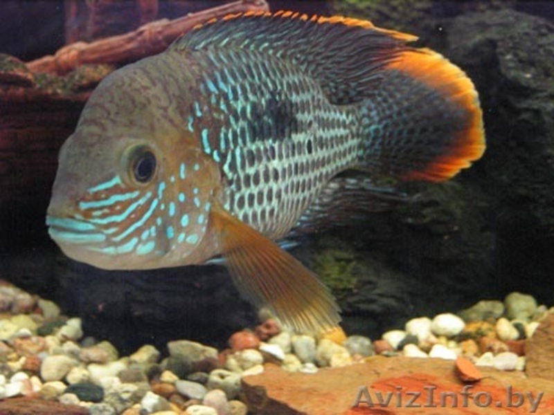 елена +375 29 182 92 13 - Изображение #3, Объявление #109914