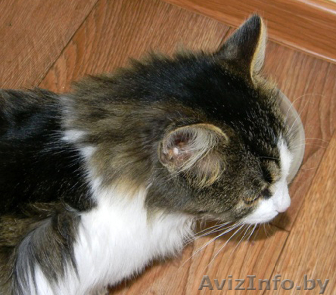 =====> Кот Тима ищет новых хоязев!!!!!! - Изображение #3, Объявление #105689