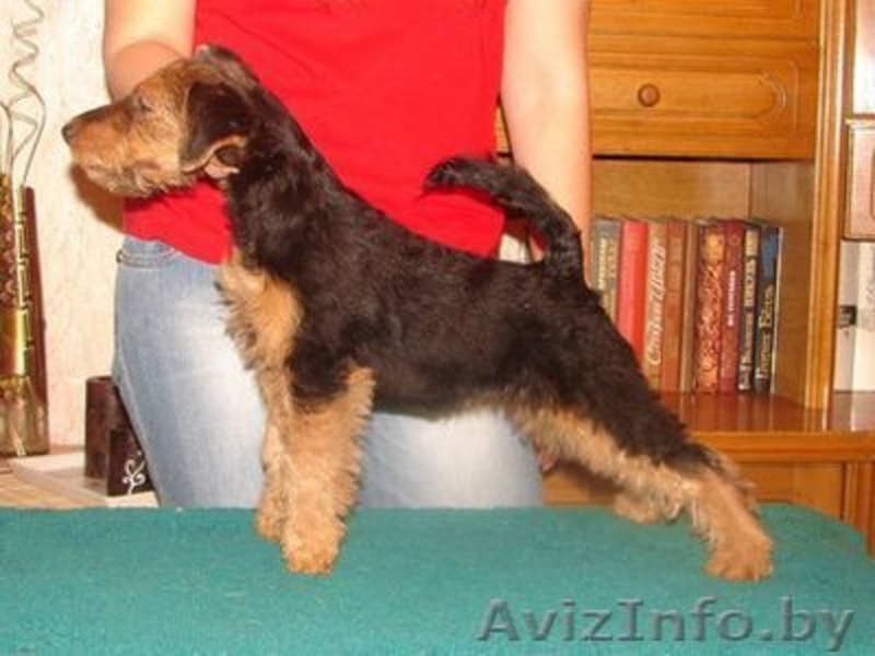 Вельштерьера щенки - Изображение #3, Объявление #115268