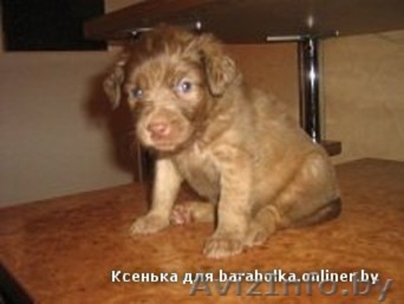 Месячный щенок маленькой собаки, девочка - Изображение #2, Объявление #122066