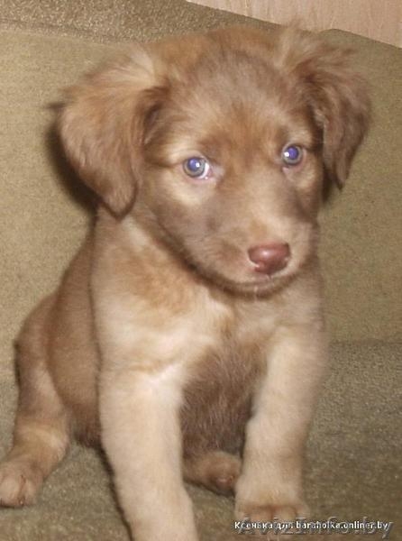 Месячный щенок маленькой собаки, девочка - Изображение #1, Объявление #122066