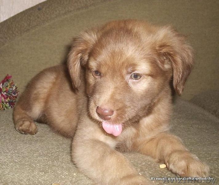 Месячный щенок маленькой собаки, девочка - Изображение #3, Объявление #122066