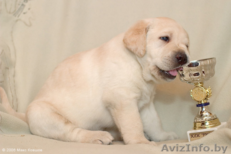 Щенки лабрадора от чемпионов - Изображение #1, Объявление #120198