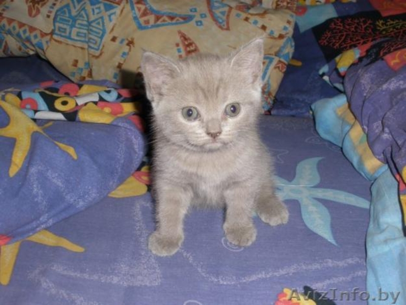 Продается британский короткошерстный котенок  - Изображение #1, Объявление #132592