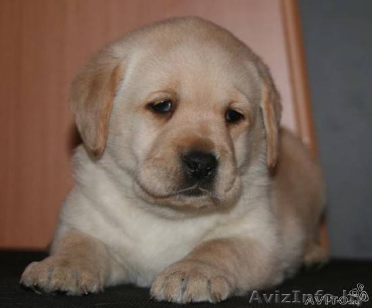 Щенки лабрадора от чемпионов - Изображение #3, Объявление #120198