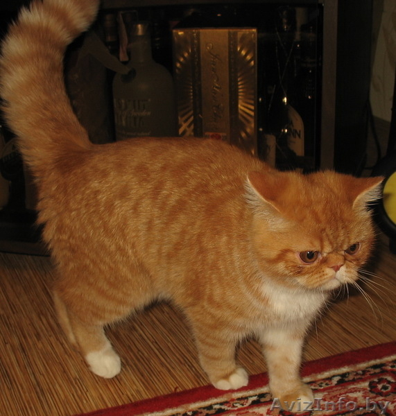 Продаются Котики-Экзотики, - Изображение #2, Объявление #130275