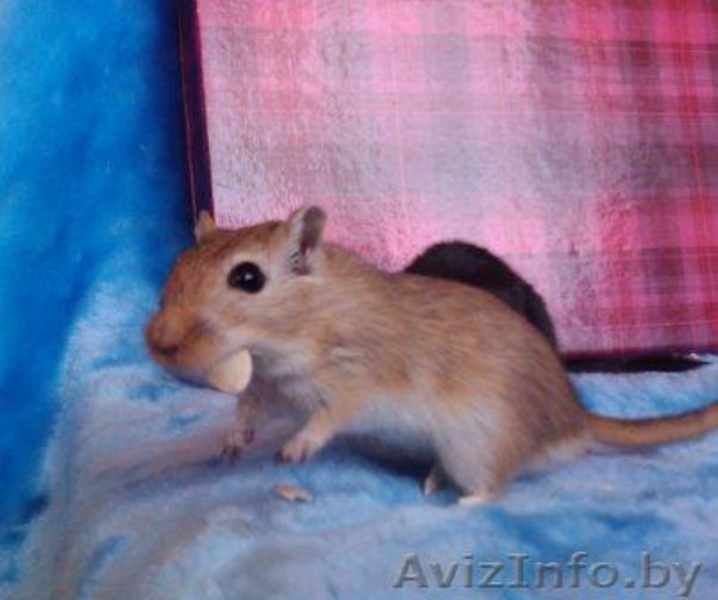 Песчанки - милые домашние зверюшки - Изображение #3, Объявление #121073