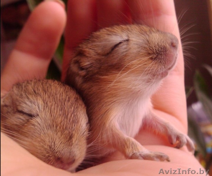 Песчанки - милые домашние зверюшки - Изображение #4, Объявление #121073