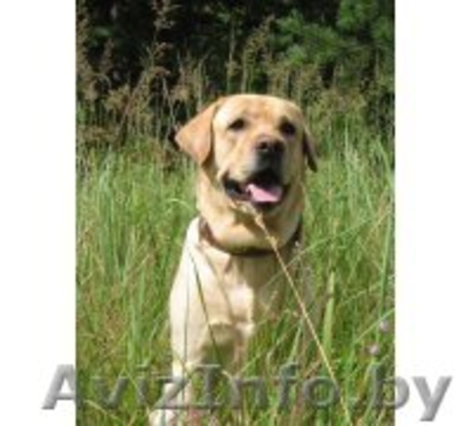 Щенки лабрадора от чемпионов - Изображение #5, Объявление #120198