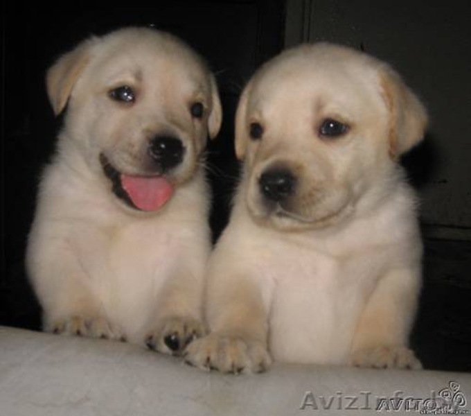 Щенки лабрадора от чемпионов - Изображение #4, Объявление #120198