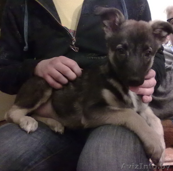 Спасите жизнь! Не будьте равнодушными - Изображение #2, Объявление #120106