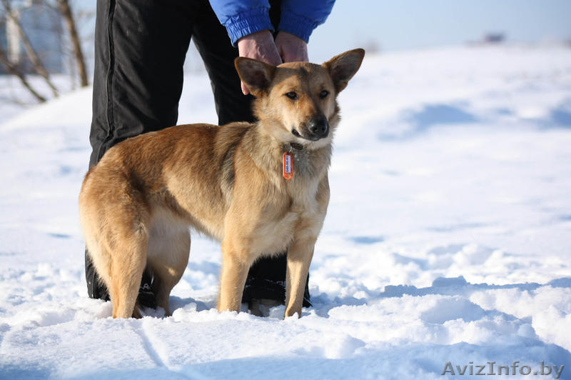 Ласточка - чудесная рыженькая девочка, около года. - Изображение #2, Объявление #125010
