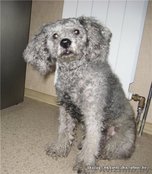 Даник - серебристый пудель, 3-х лет. - Изображение #1, Объявление #125552