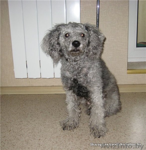 Даник - серебристый пудель, 3-х лет. - Изображение #2, Объявление #125552