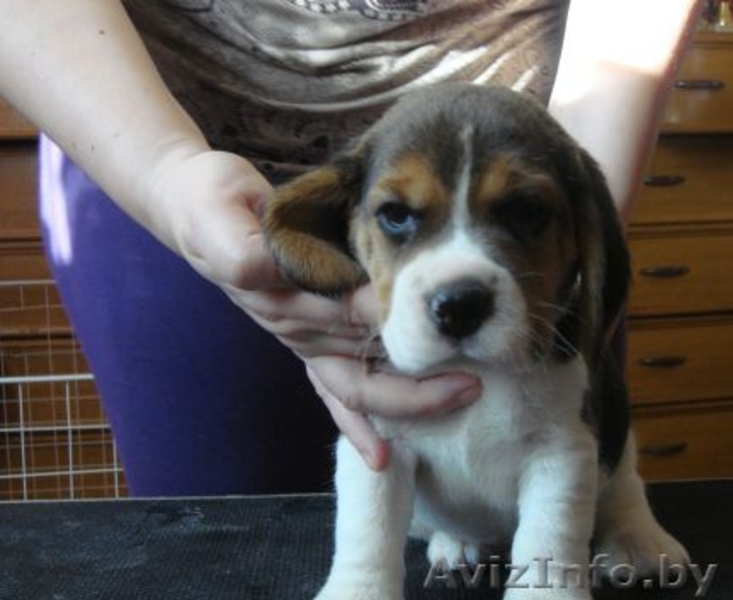 Бигля щенки с родословной - Изображение #2, Объявление #122711