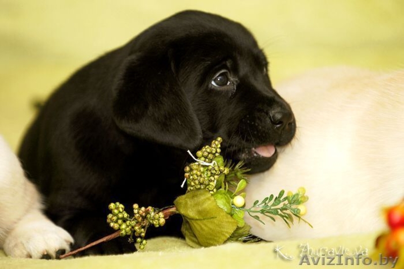 Щенки лабрадора от чемпионов - Изображение #2, Объявление #120198