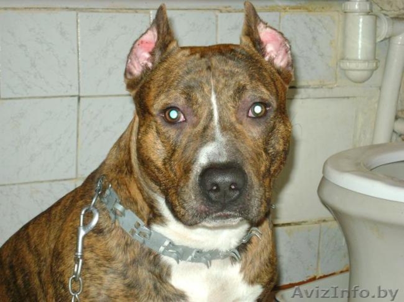 щенки питбуля недорого - Изображение #1, Объявление #133299