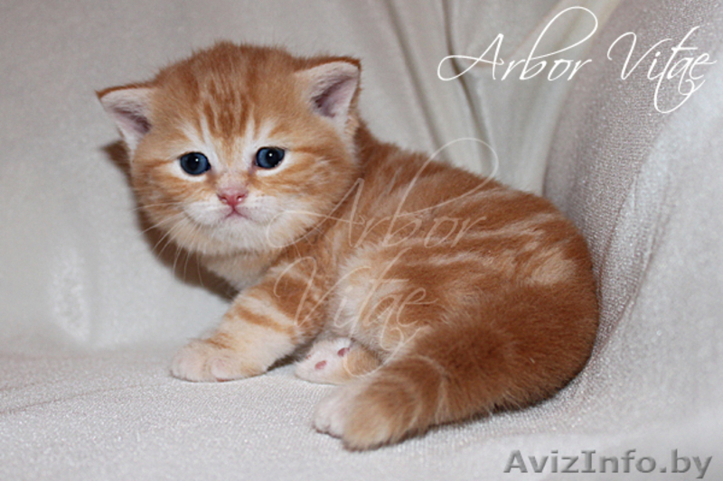 Британские котята- медвежата из питомника - Изображение #2, Объявление #125379