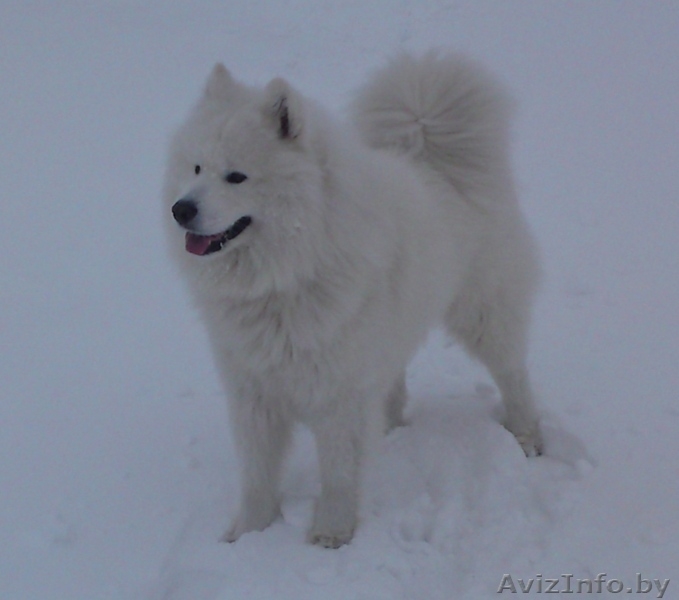 Самоед (Самоедская собака) - Изображение #4, Объявление #110316