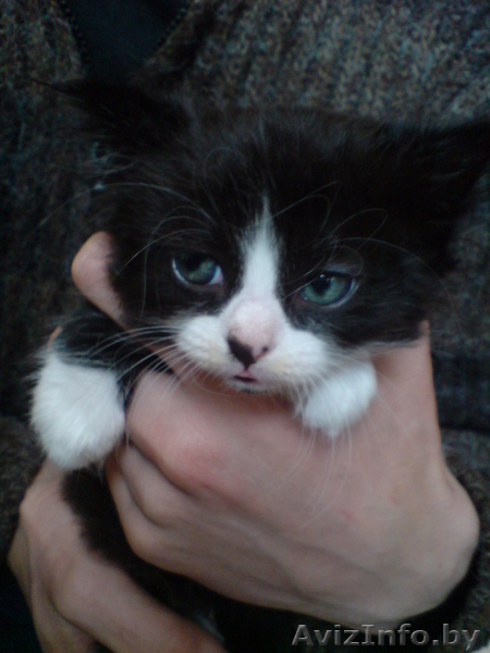 В дар котята, подарю, котика, отдам котиков, котята в дар котята в хорошие руки - Изображение #2, Объявление #133604