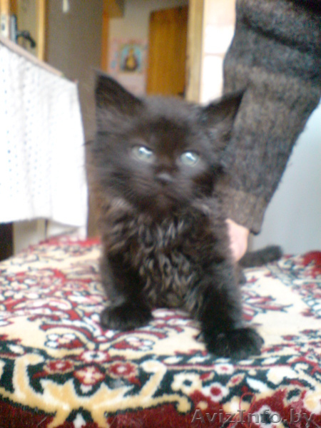 В дар котята, подарю, котика, отдам котиков, котята в дар котята в хорошие руки - Изображение #3, Объявление #133604