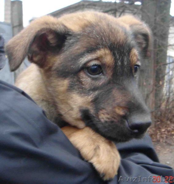 Отдадим 2-х ОЧЕНЬ добрых,милых,ласковых и очень ДОБРОДУШНЫХ щеночков! - Изображение #2, Объявление #125845