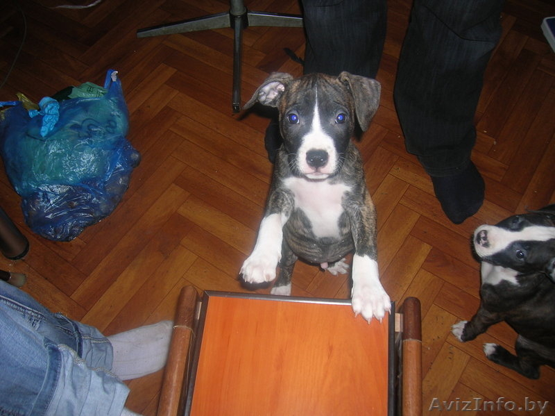 щенки питбуля недорого - Изображение #5, Объявление #133299