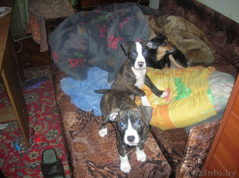 щенки питбуля недорого - Изображение #4, Объявление #133299