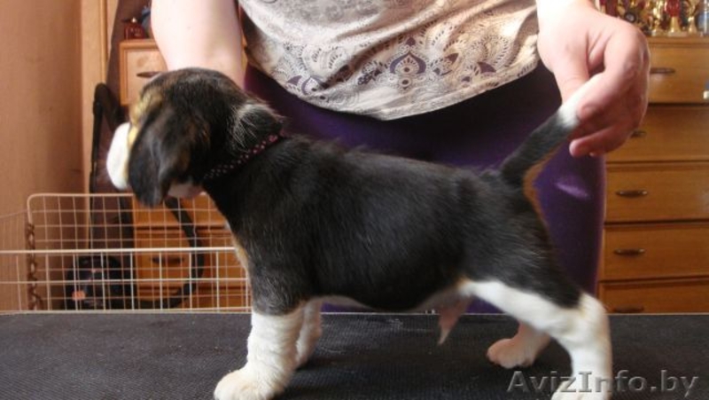 Бигля щенки с родословной - Изображение #3, Объявление #122711