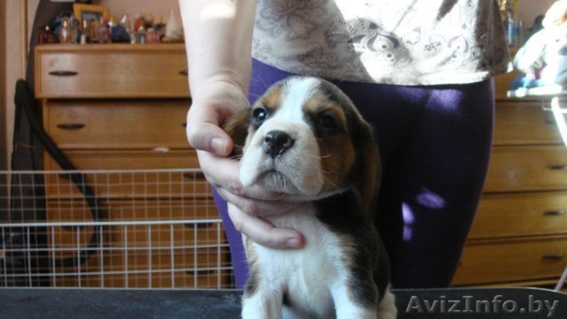 Бигля щенки с родословной - Изображение #1, Объявление #122711