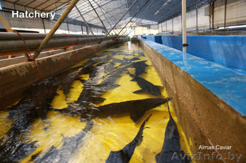 Икра осетровых рыб - Изображение #5, Объявление #128462