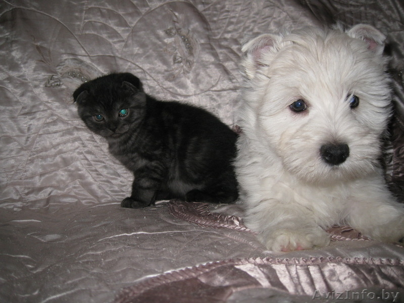 Продаются шотландские вислоухие котята - Изображение #2, Объявление #120728