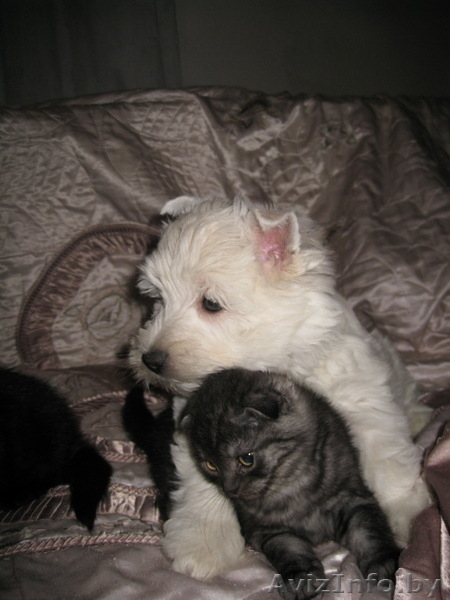 Продаются шотландские вислоухие котята - Изображение #4, Объявление #120728