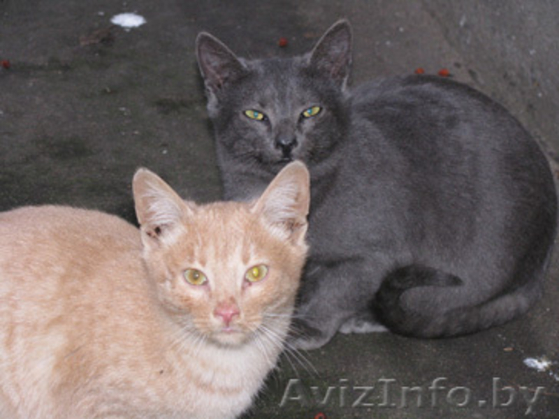 Котята в дар т. 267-62-60 - Изображение #1, Объявление #120723