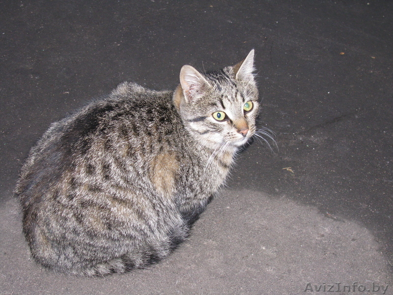 Котята в дар т. 267-62-60 - Изображение #3, Объявление #120723